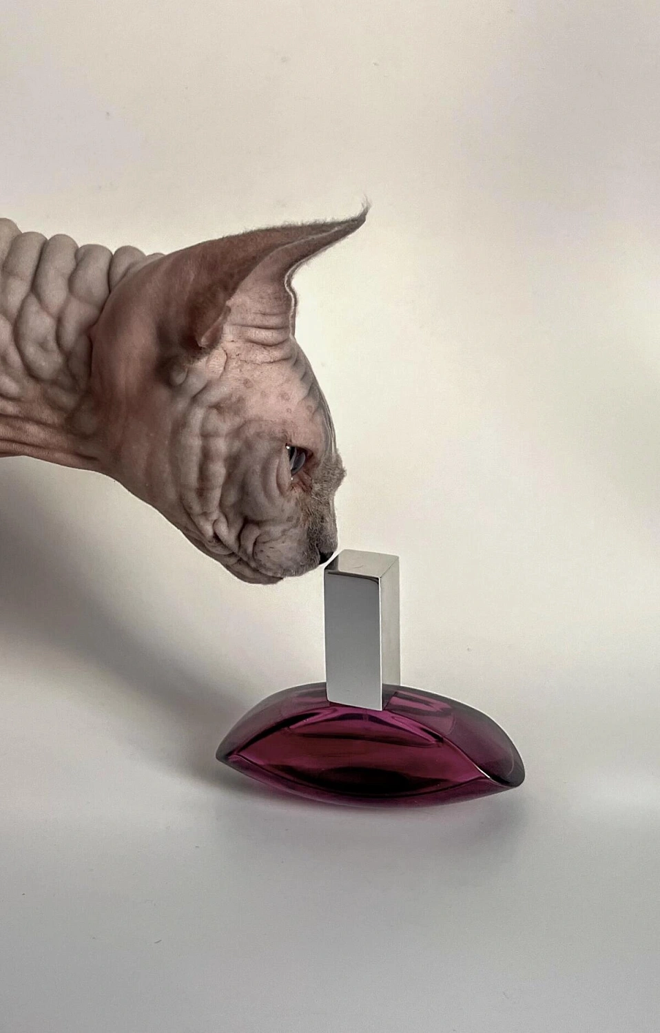 CALVIN KLEIN Euphoria