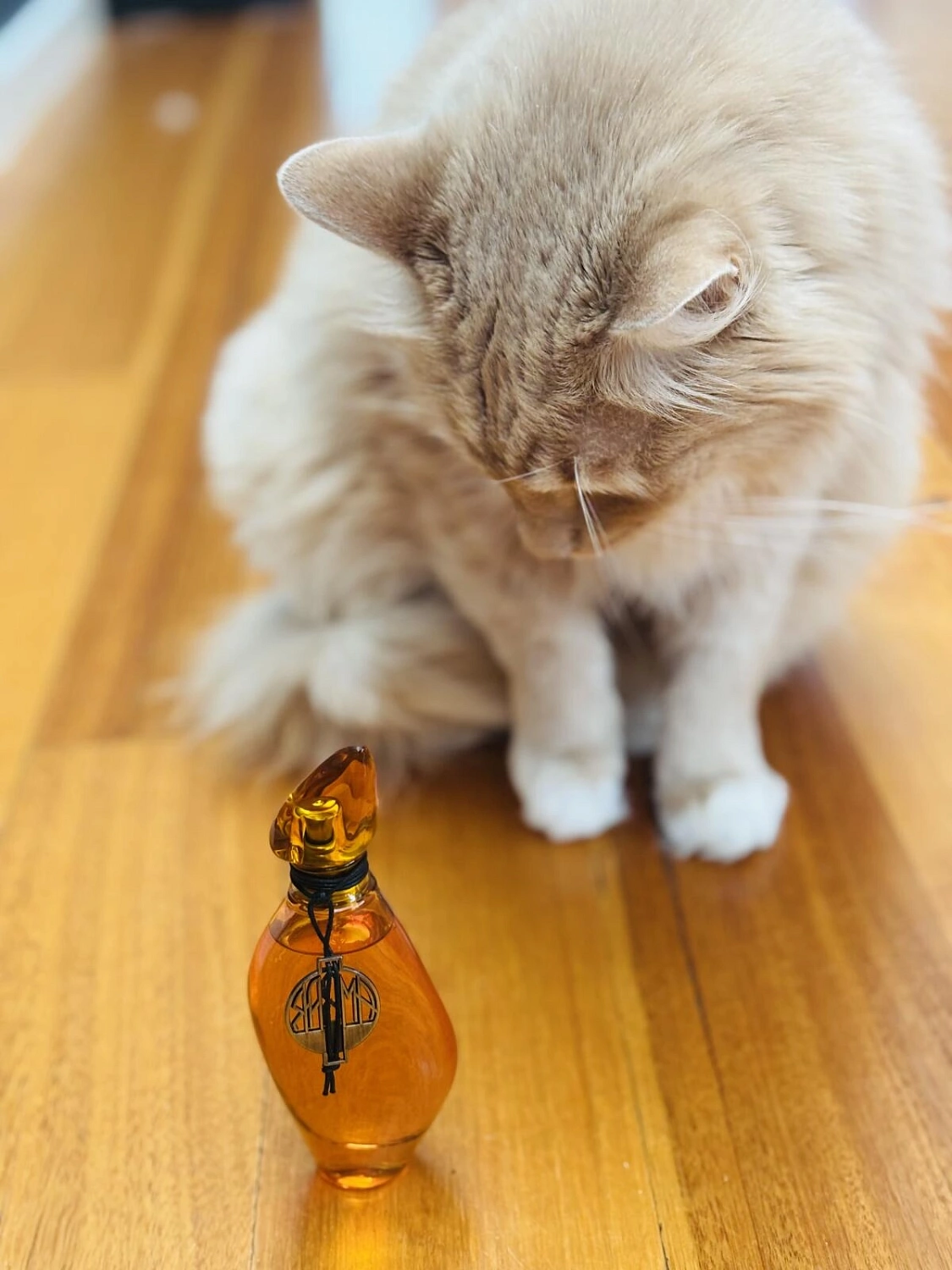 Jesus Del Pozo Ambar