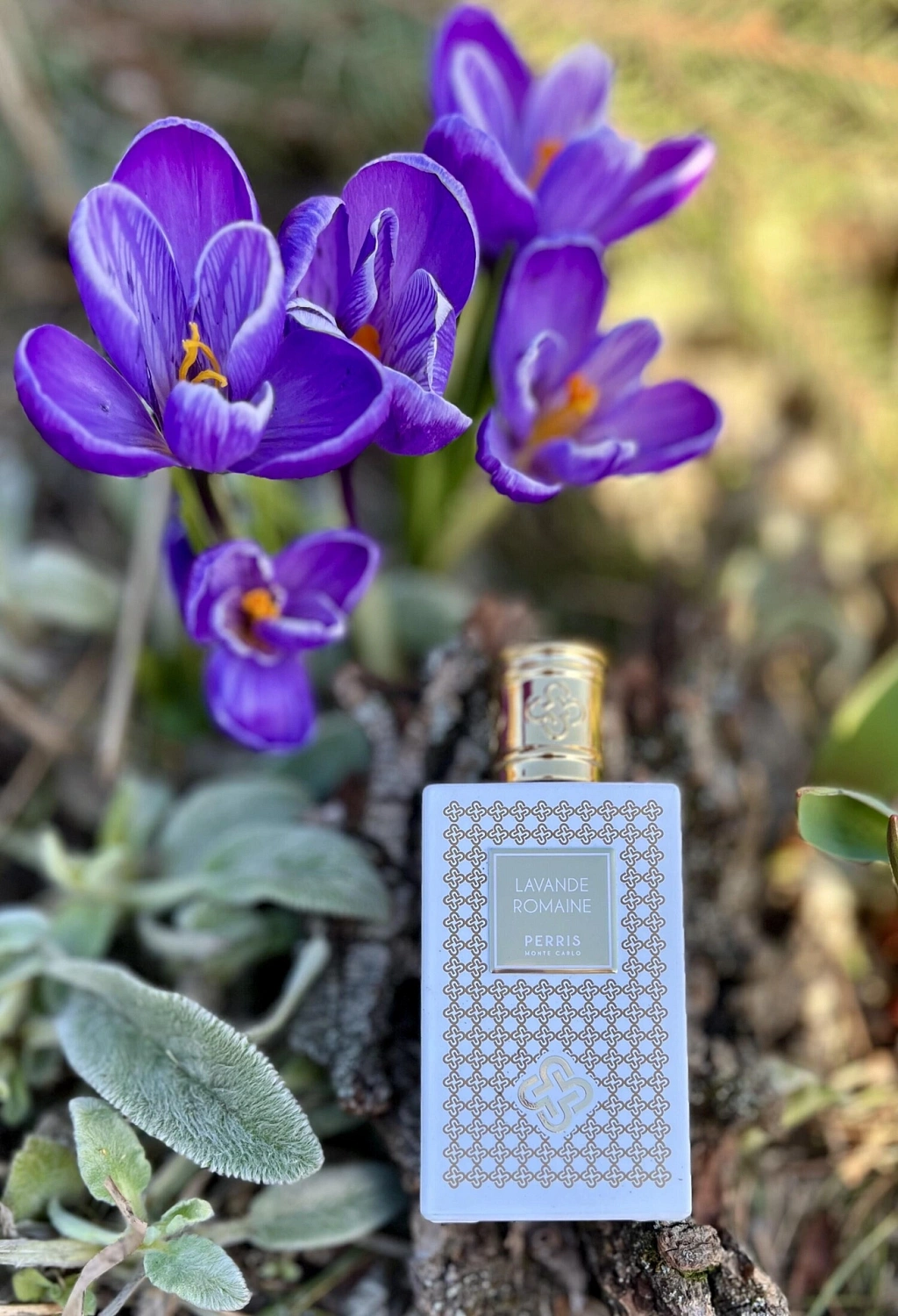 Perris Monte Carlo Lavande Romaine