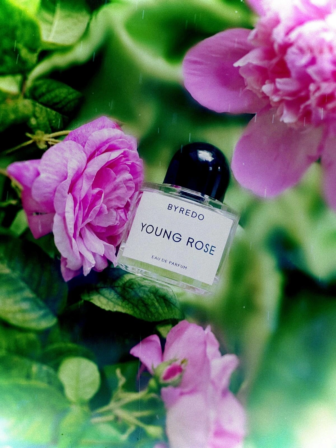 BYREDO Young Rose