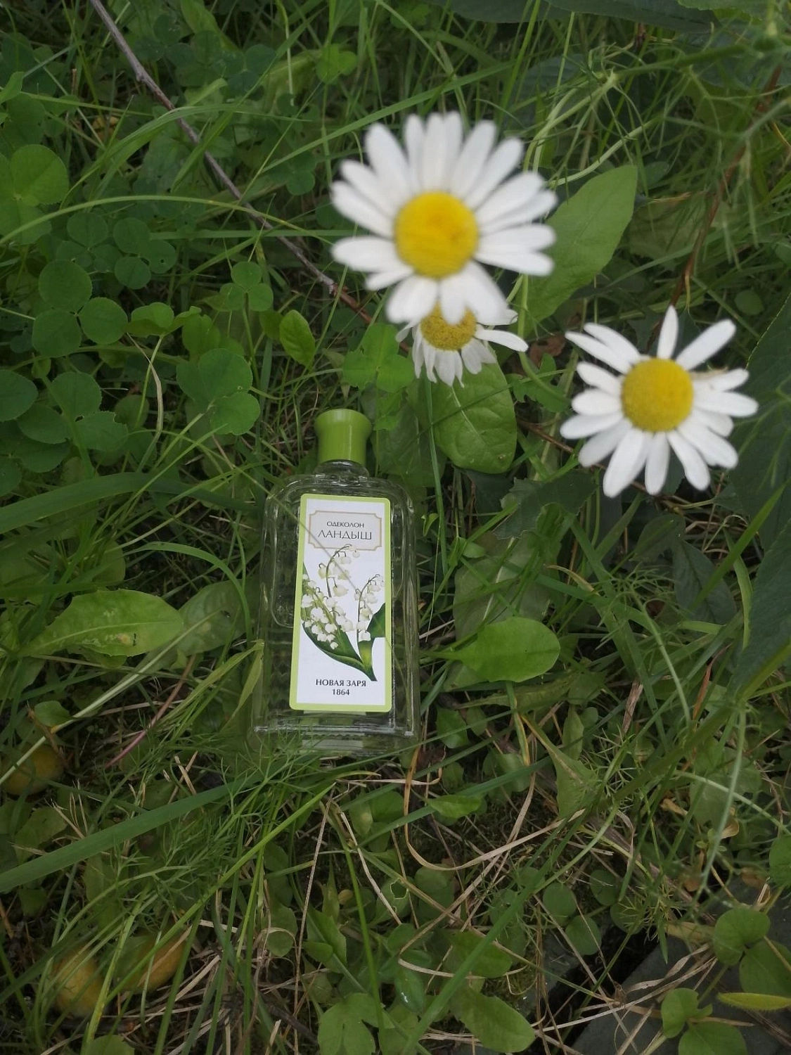 Novaya Zarya (Новая Заря) Ландыш