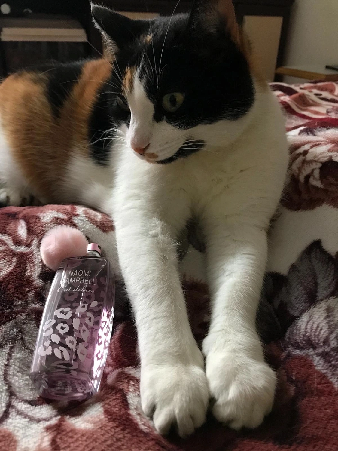 Naomi Campbell Cat Deluxe