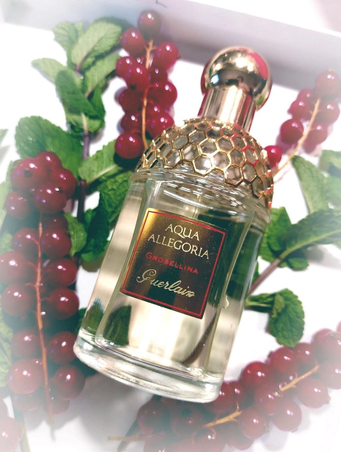 Guerlain Aqua Allegoria Grosellina