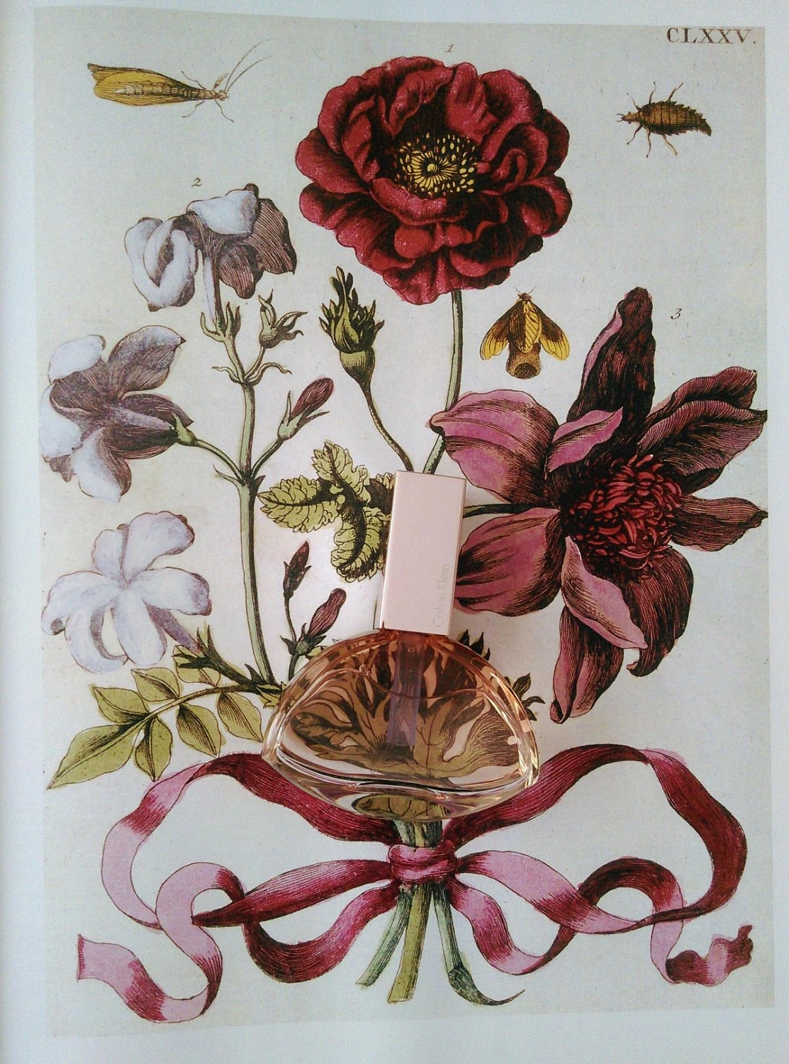 CALVIN KLEIN Endless Euphoria