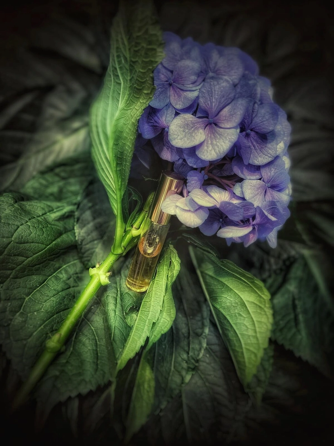 Aedes de Venustas Iris Nazarena