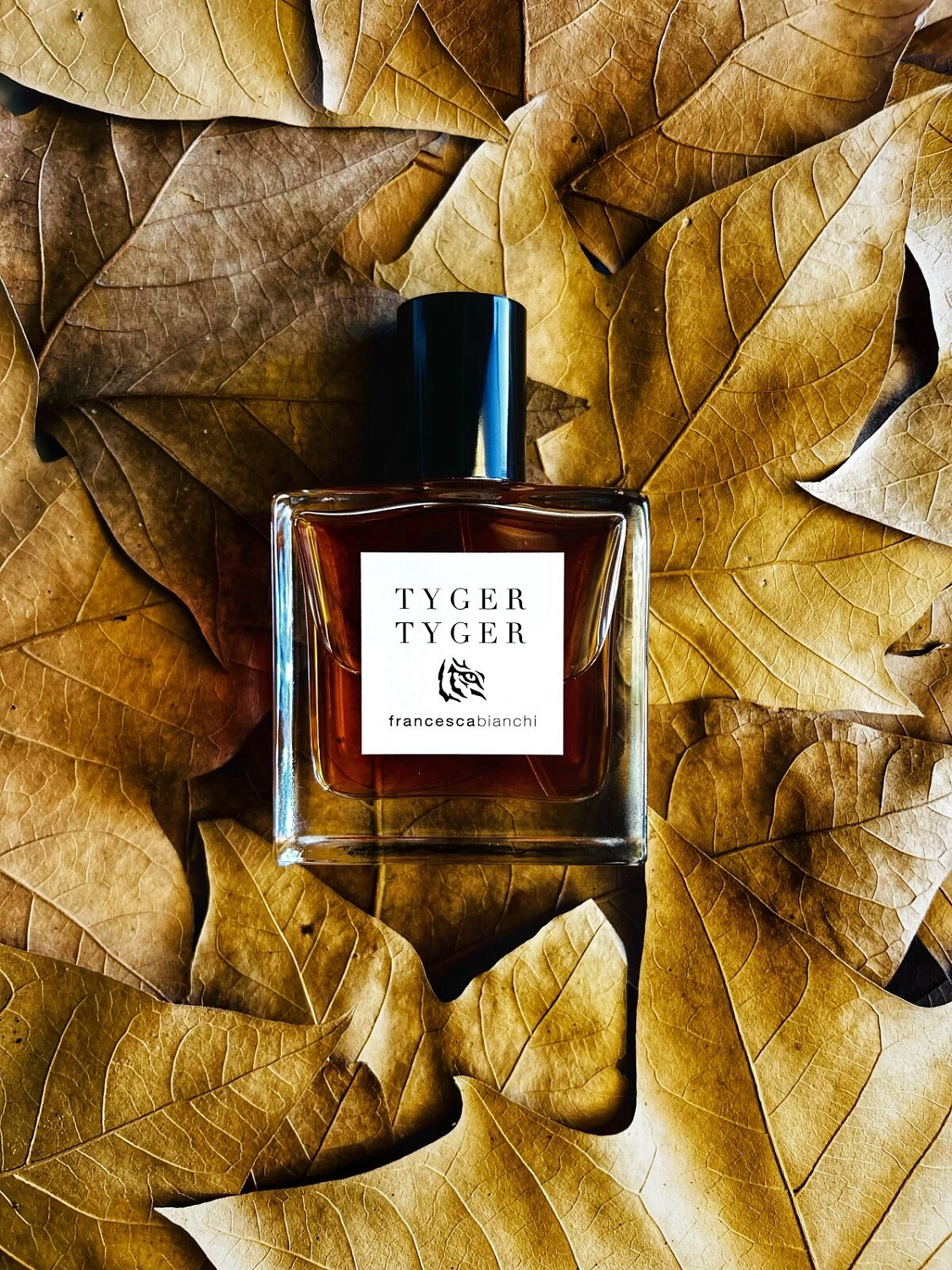 Francesca Bianchi Tyger Tyger