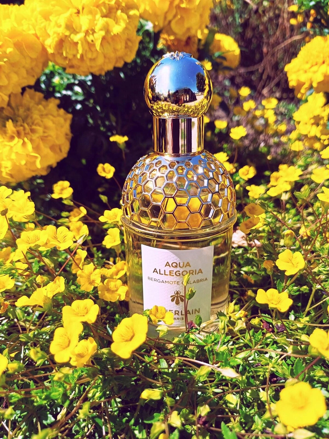 Guerlain Aqua Allegoria Bergamote Calabria Guerlain Aqua Allegoria Bergamote Calabria