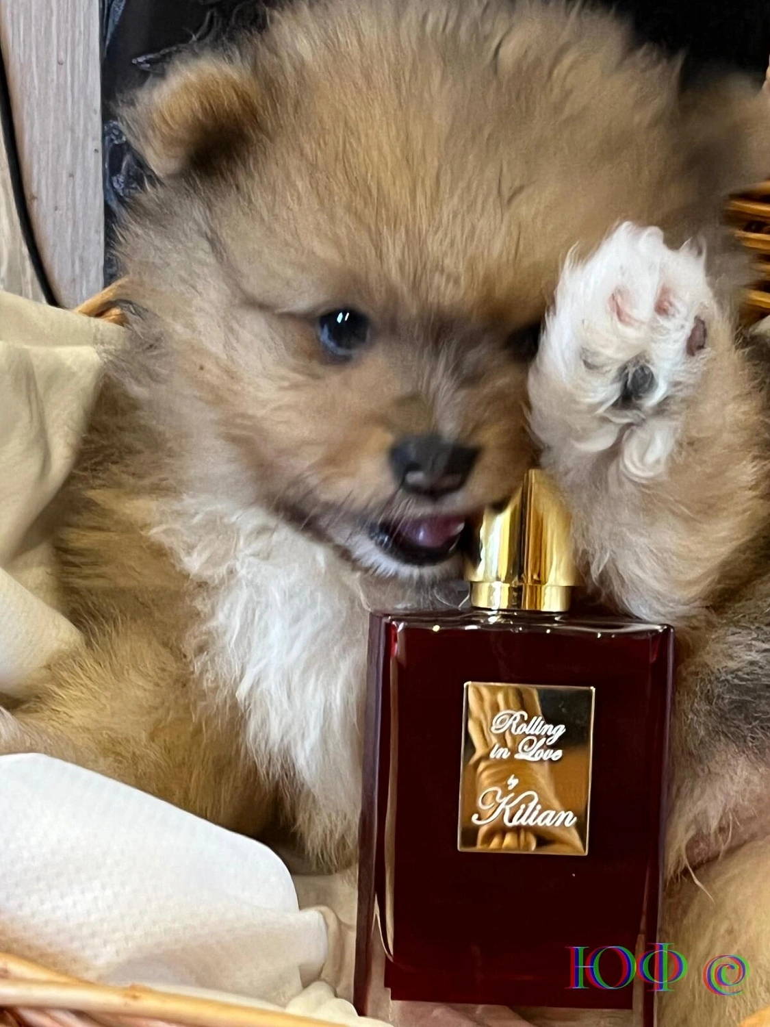 By Kilian Rolling in Love