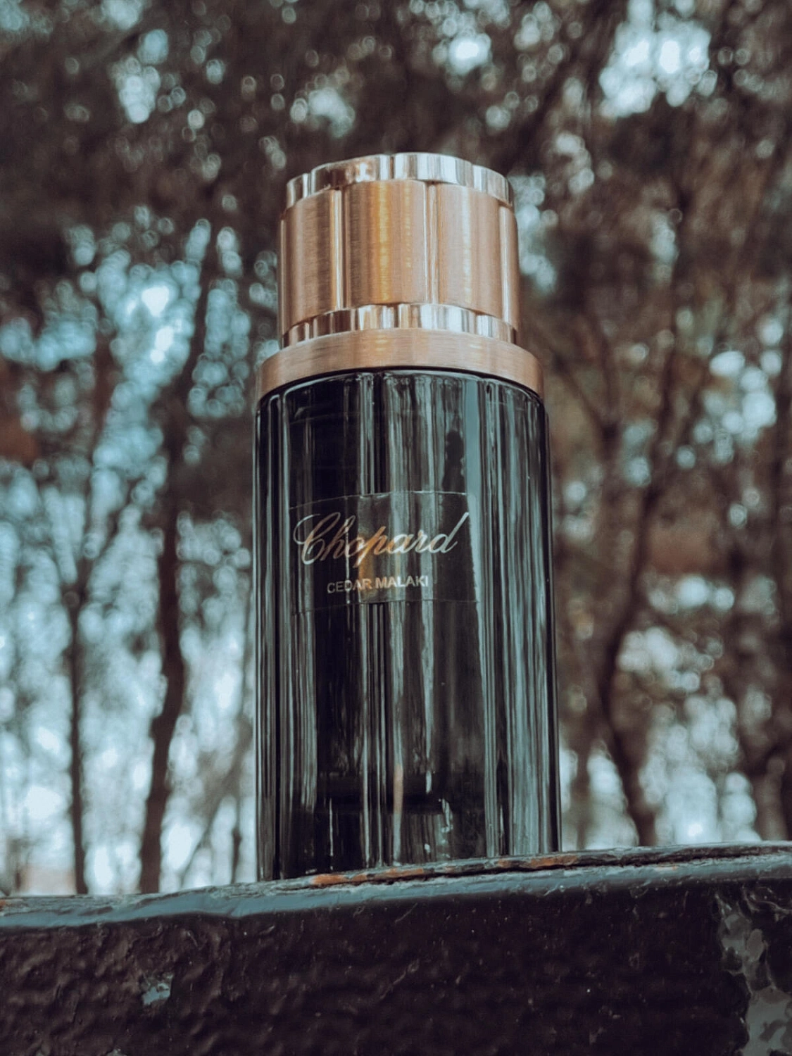 Chopard Cedar Malaki Chopard Cedar Malaki