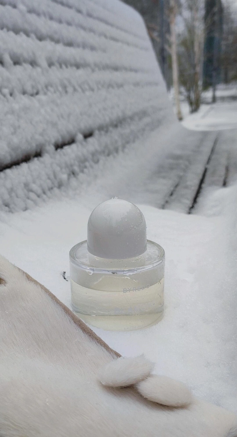 BYREDO Blanche