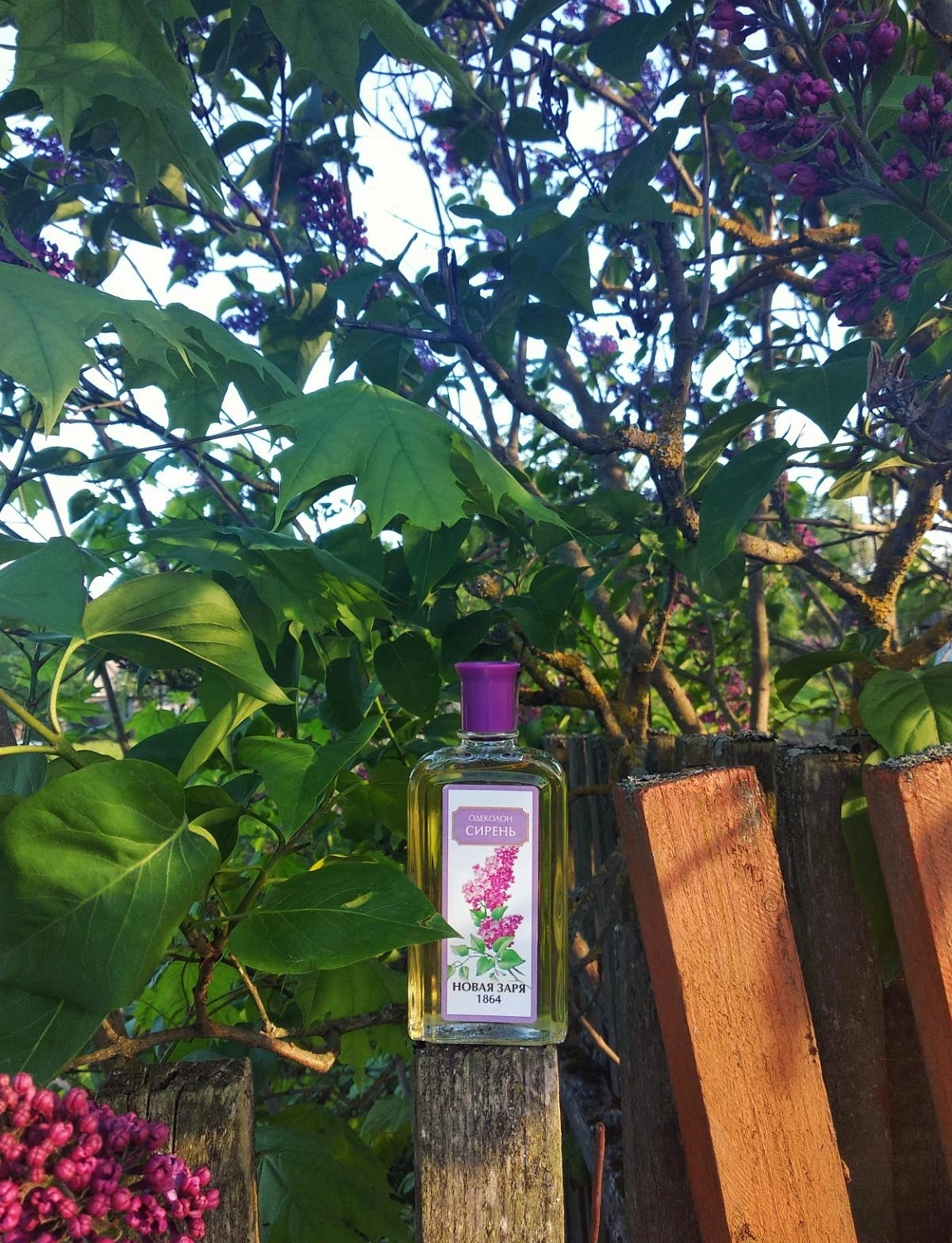 Novaya Zarya (Новая Заря) Сирень