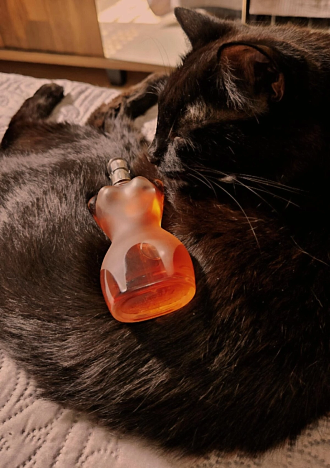 Jean Paul Gaultier Classique