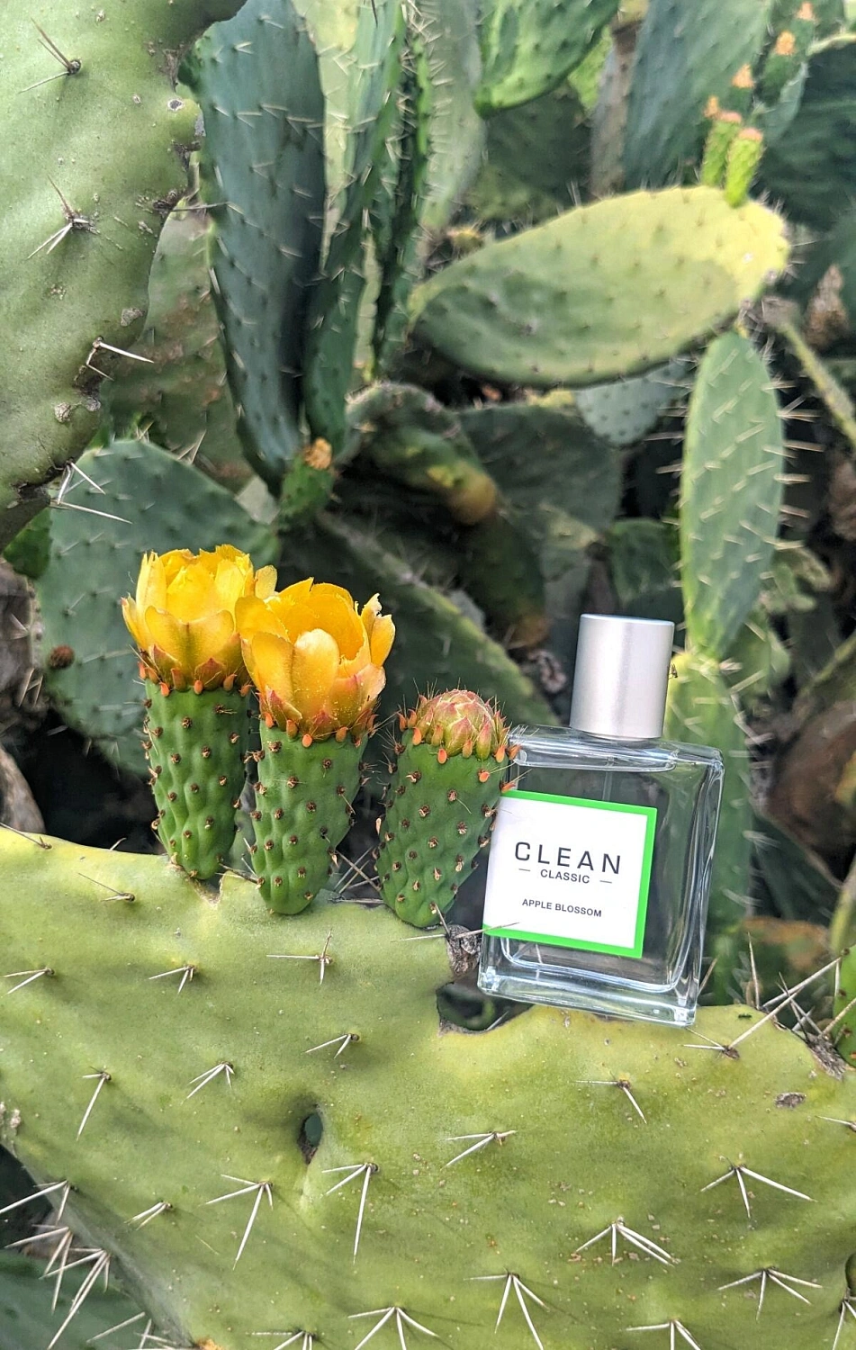 Clean Apple Blossom