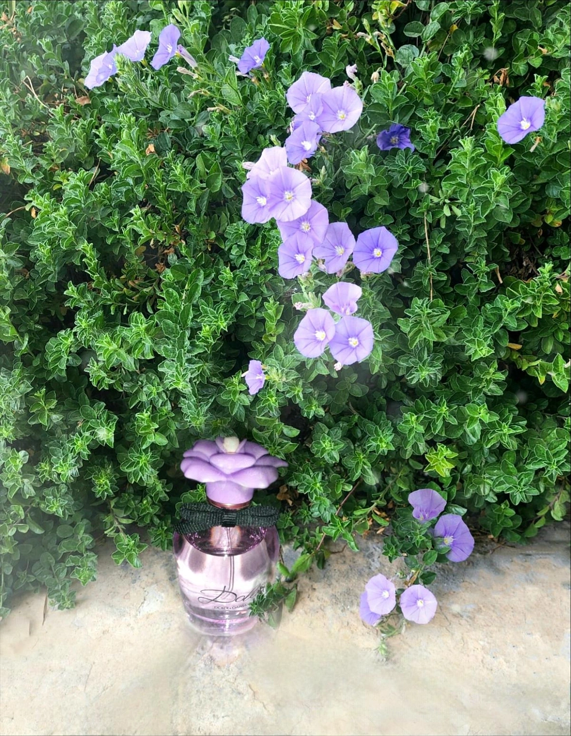 DOLCE & GABBANA Dolce Peony