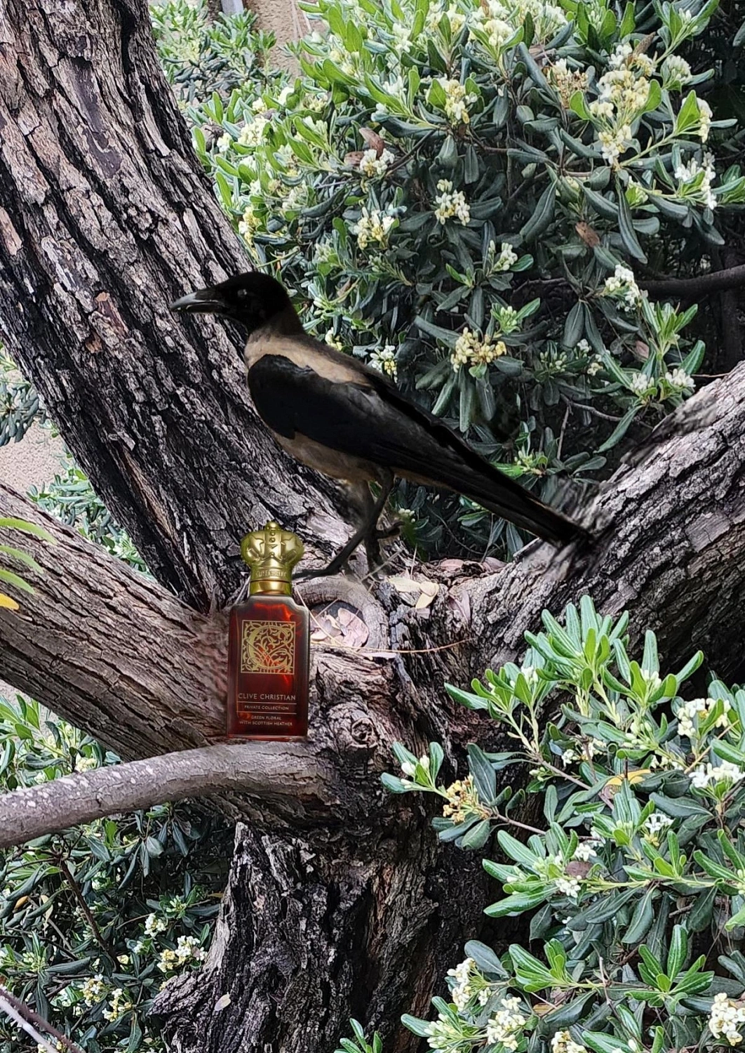 Clive Christian C for Women Green Floral With Scottish Heather