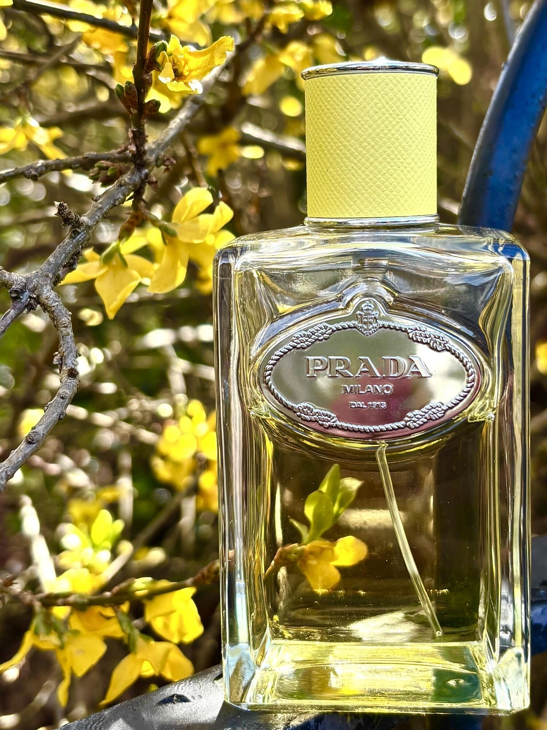 Prada Infusion d'Ylang