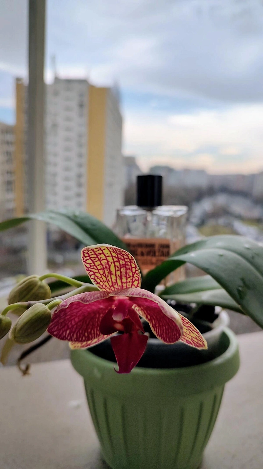 ZADIG & VOLTAIRE This is Her! Vibes of Freedom