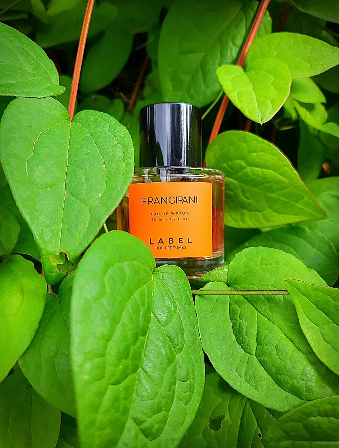 Label Frangipani Label Frangipani