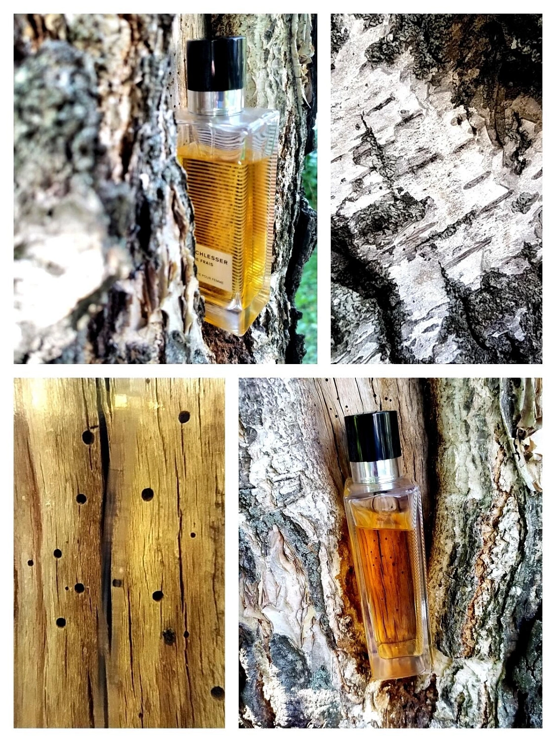 Angel Schlesser Ambre Frais