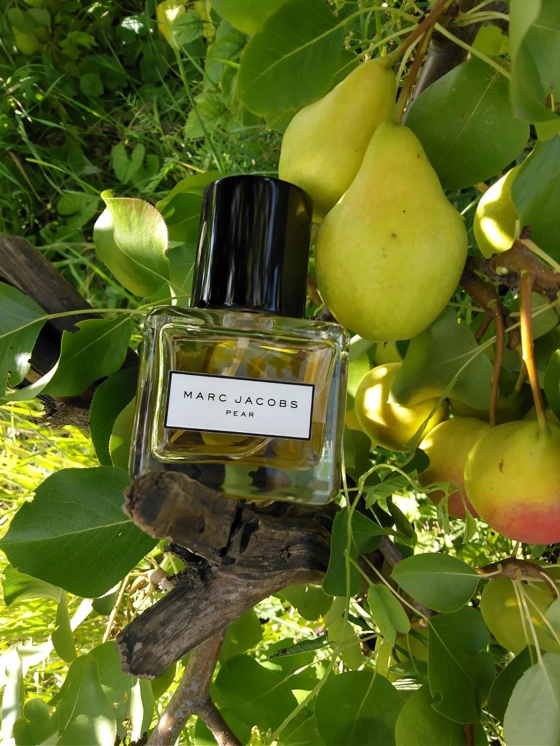 Marc Jacobs Pear Splash 2016