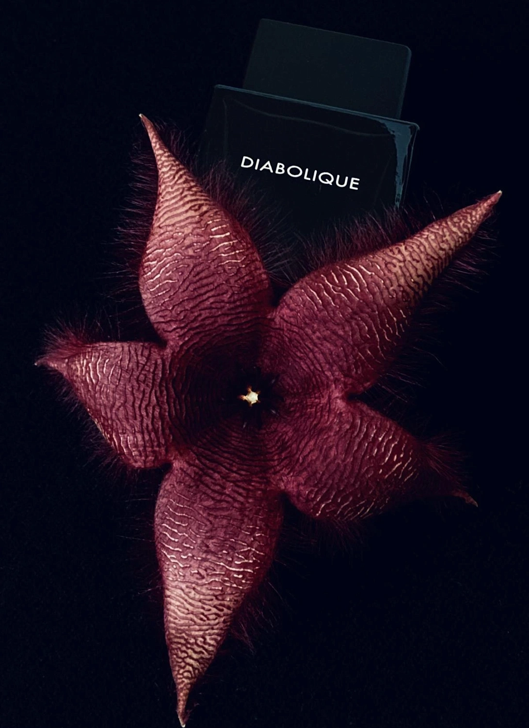 Eisenberg Diabolique Homme