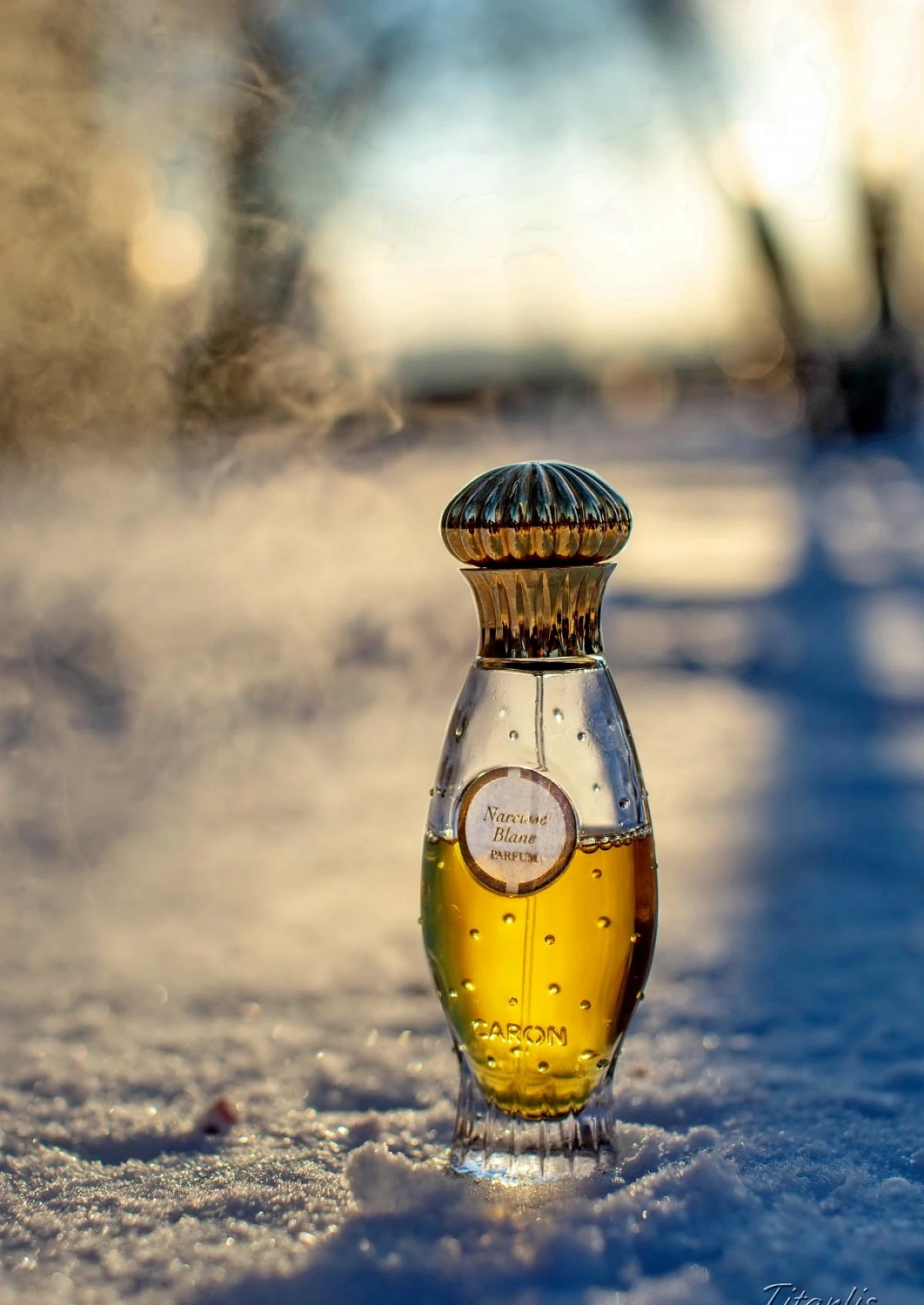 Caron Narcisse Blanc