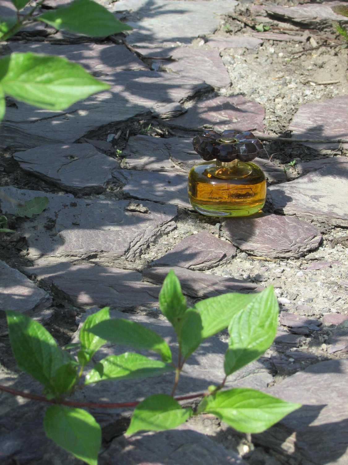 Sarah Jessica Parker Covet