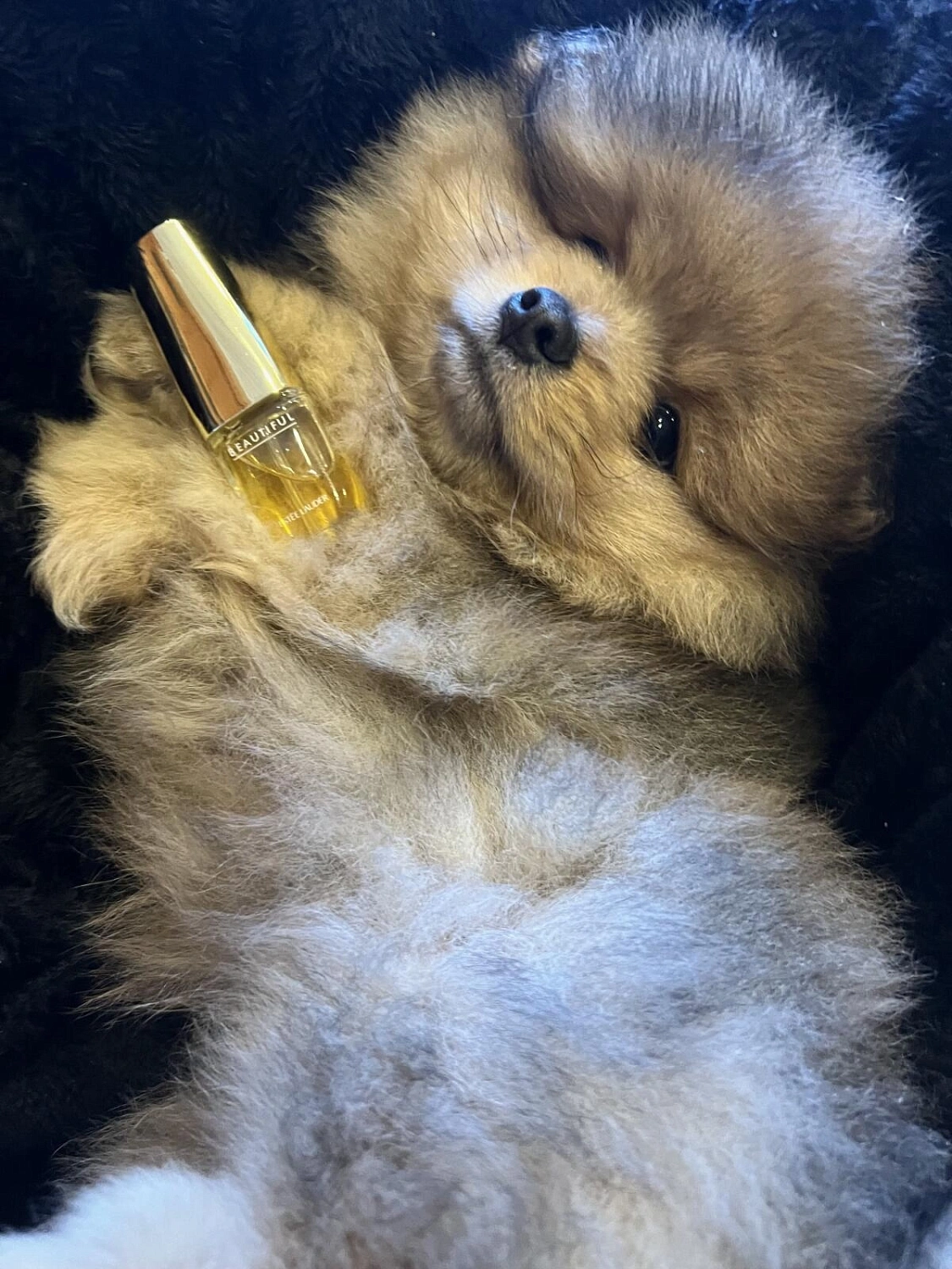 Estee Lauder Beautiful