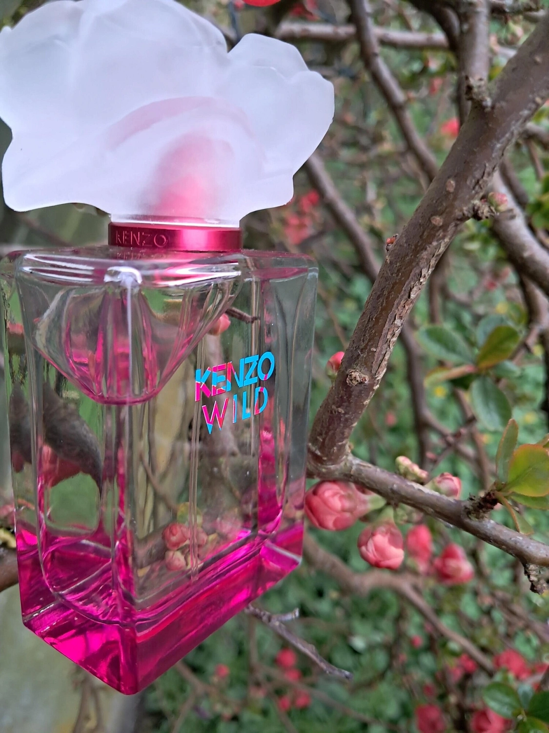 Kenzo Wild