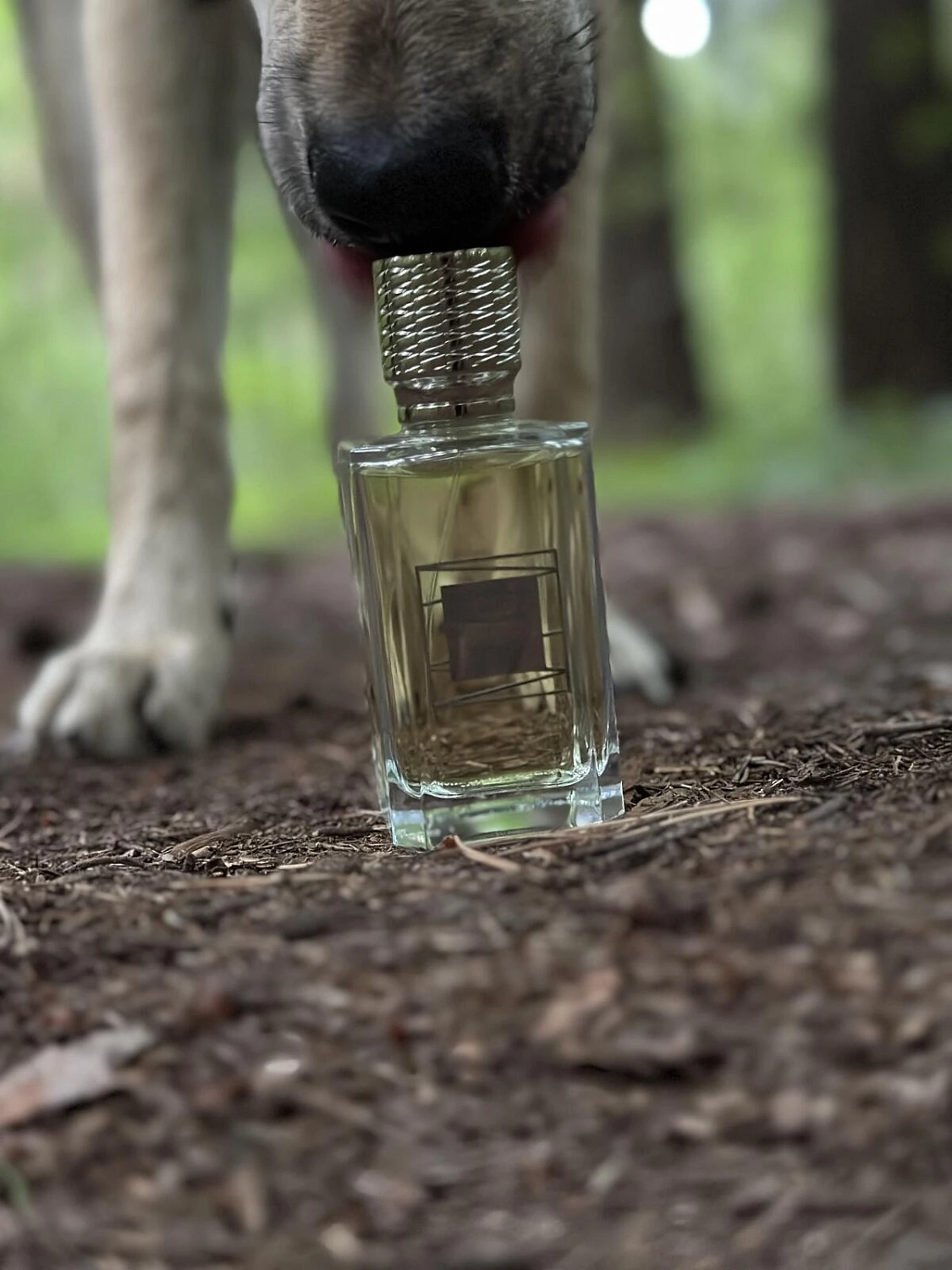 Ex Nihilo French Affair