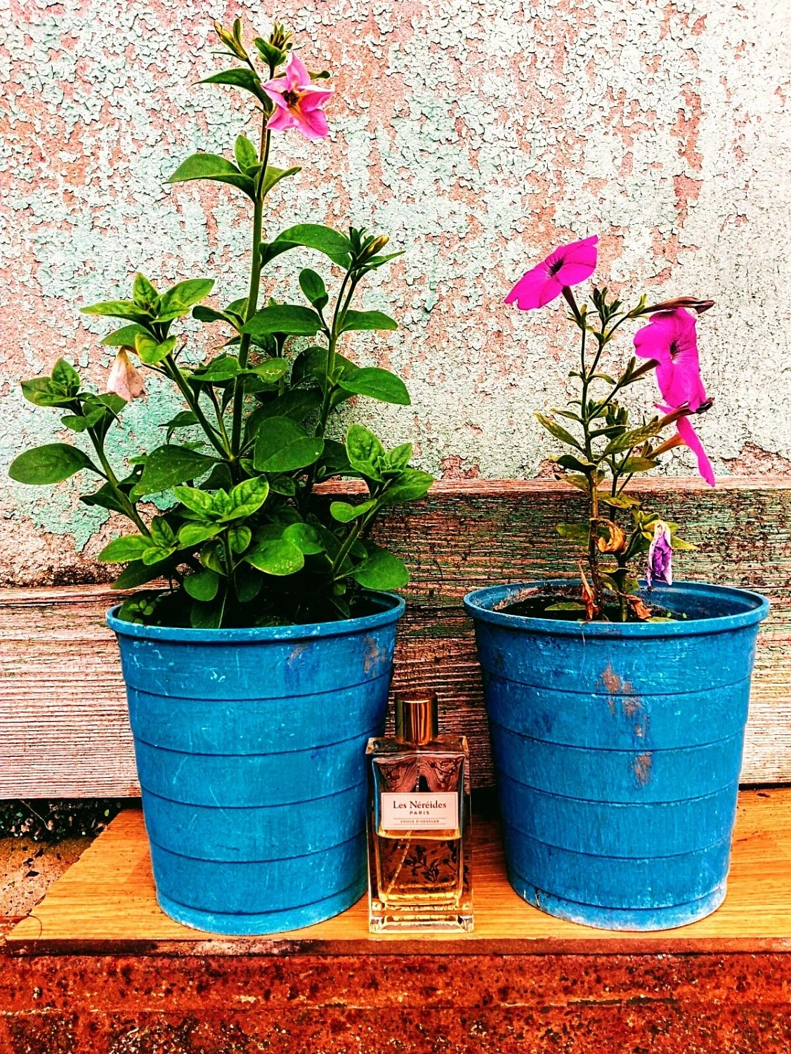 Les Nereides Etoile d'Oranger