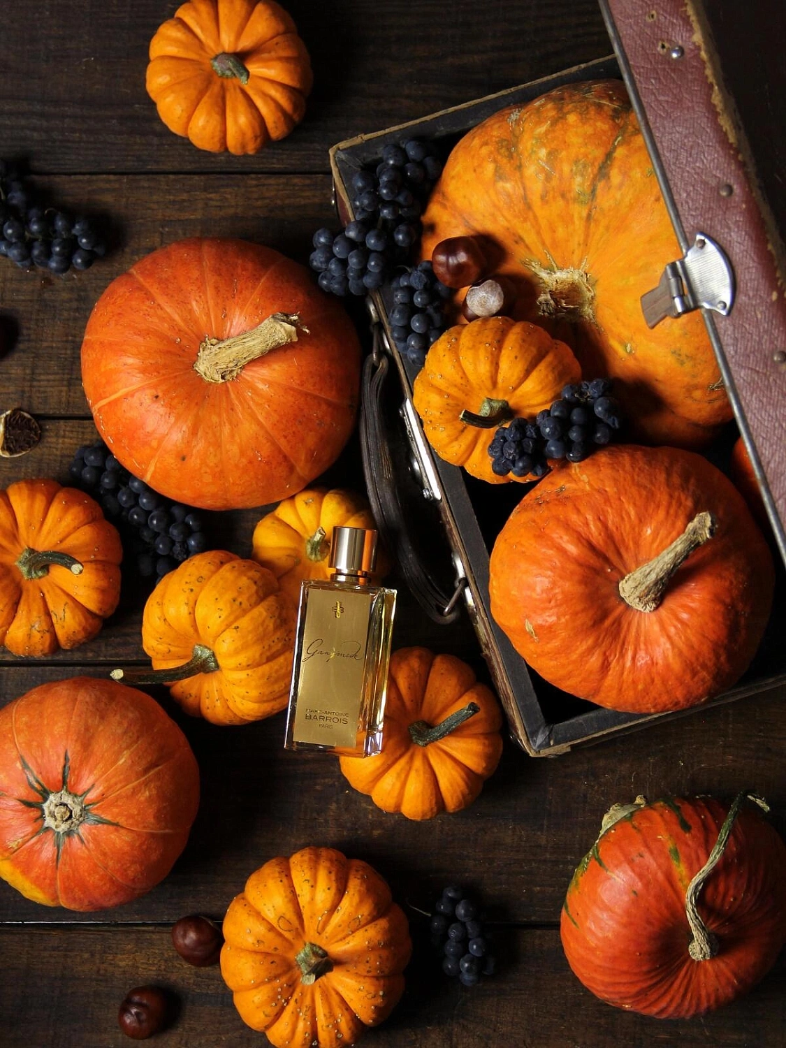 Marc-Antoine Barrois Ganymede