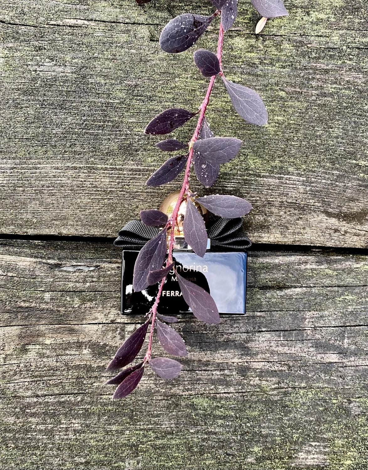 Salvatore Ferragamo Signorina Misteriosa