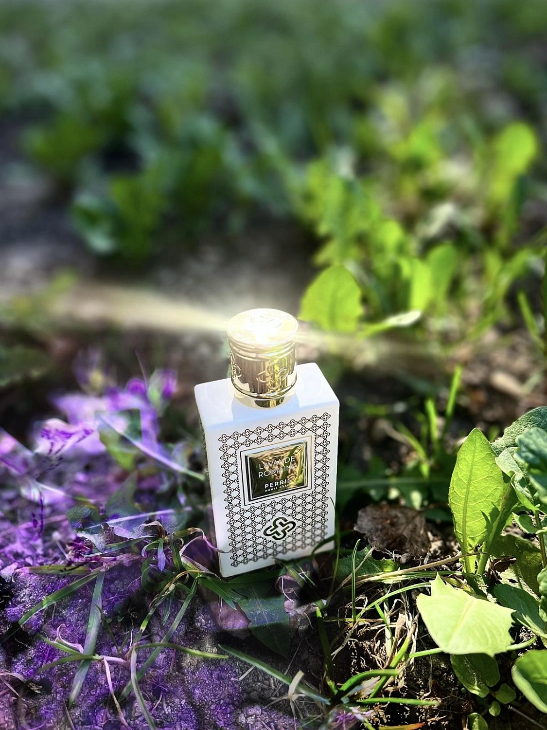 Perris Monte Carlo Lavande Romaine