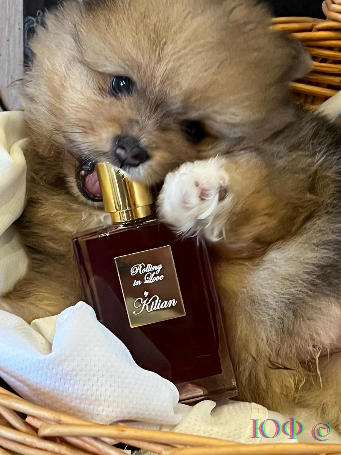 By Kilian Rolling in Love