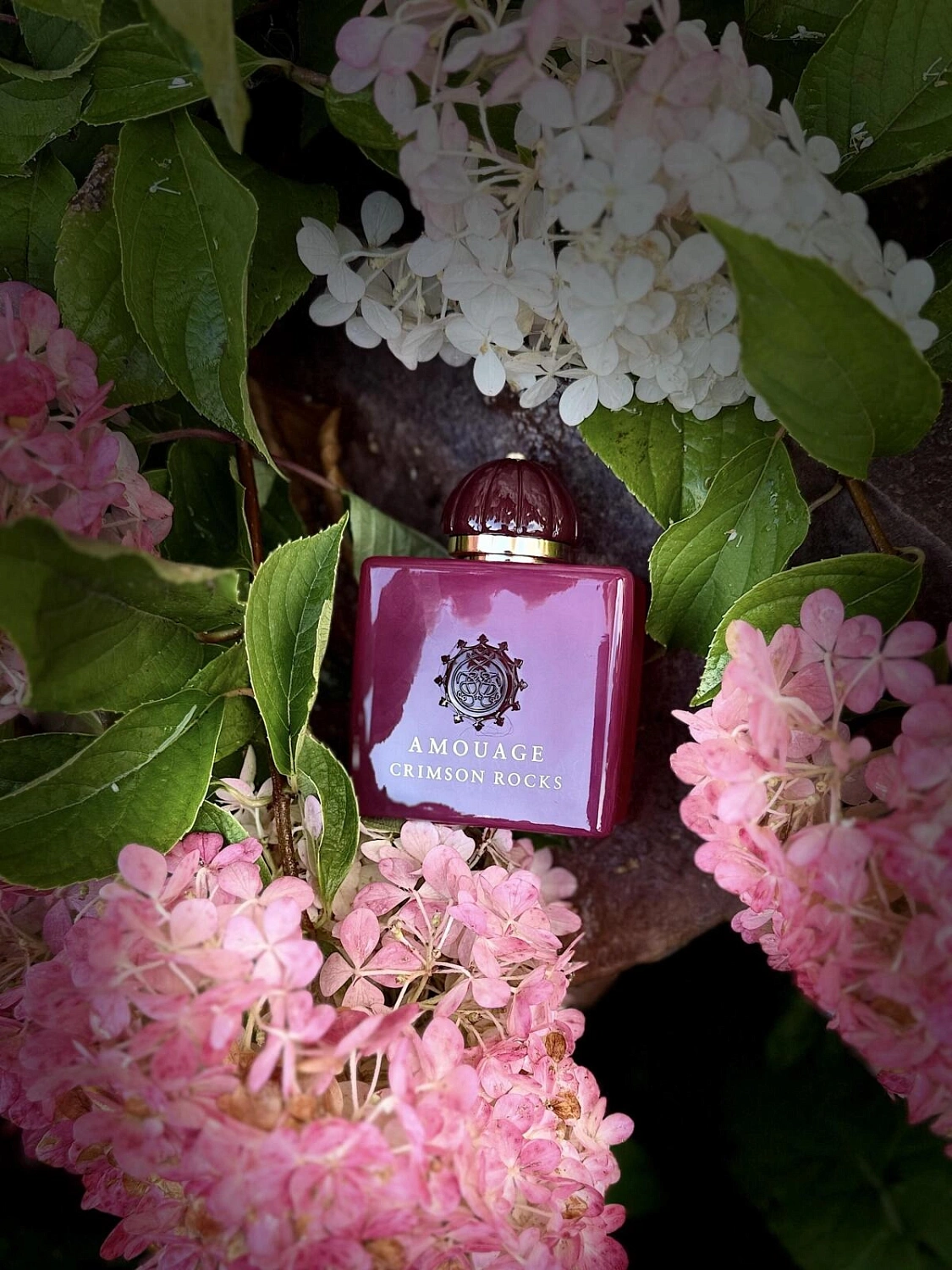 Amouage Crimson Rocks