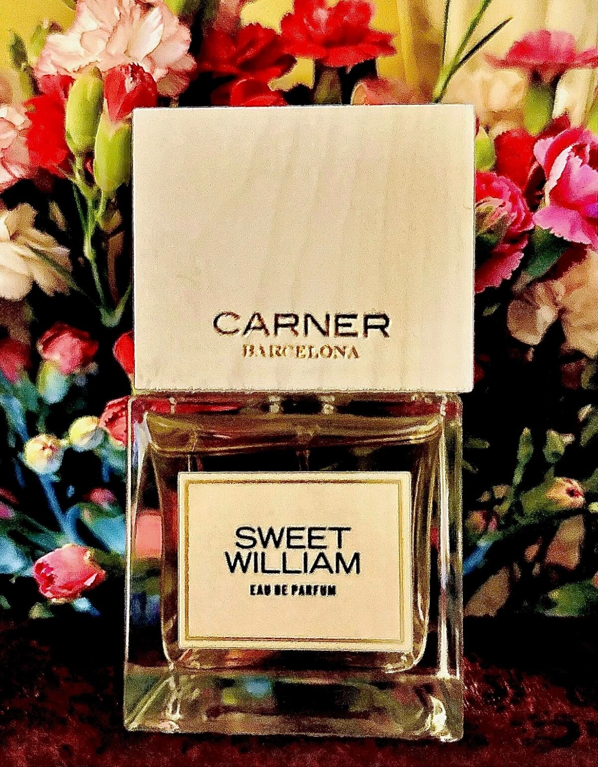Carner Barcelona Sweet William