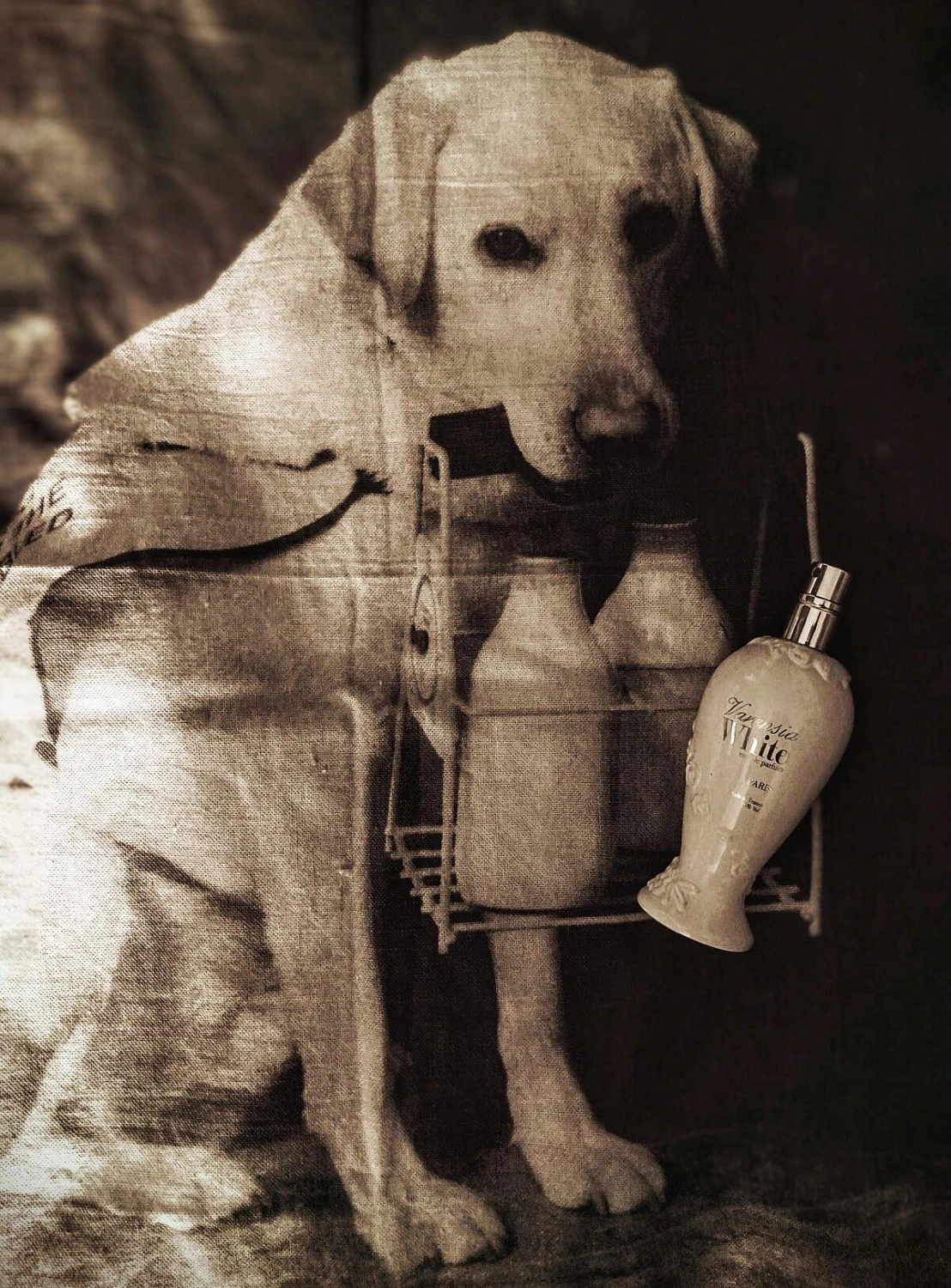 Ulric de Varens Varensia White