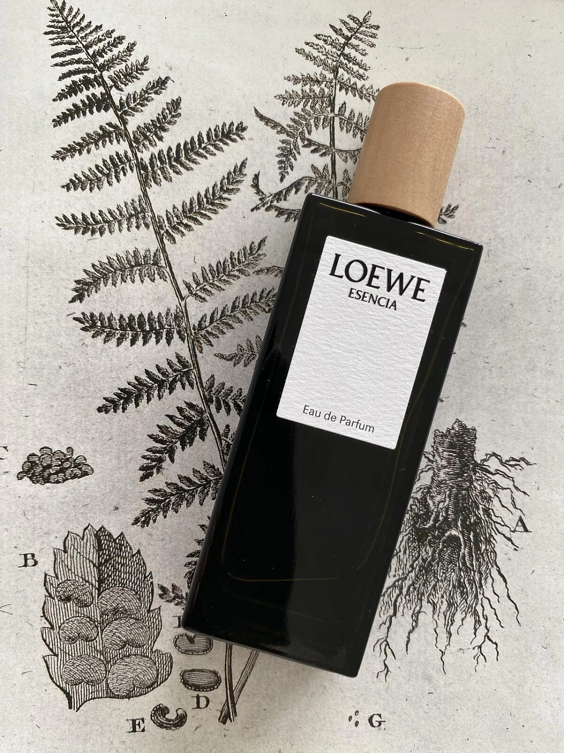 Loewe Esencia pour Homme Eau de Parfum