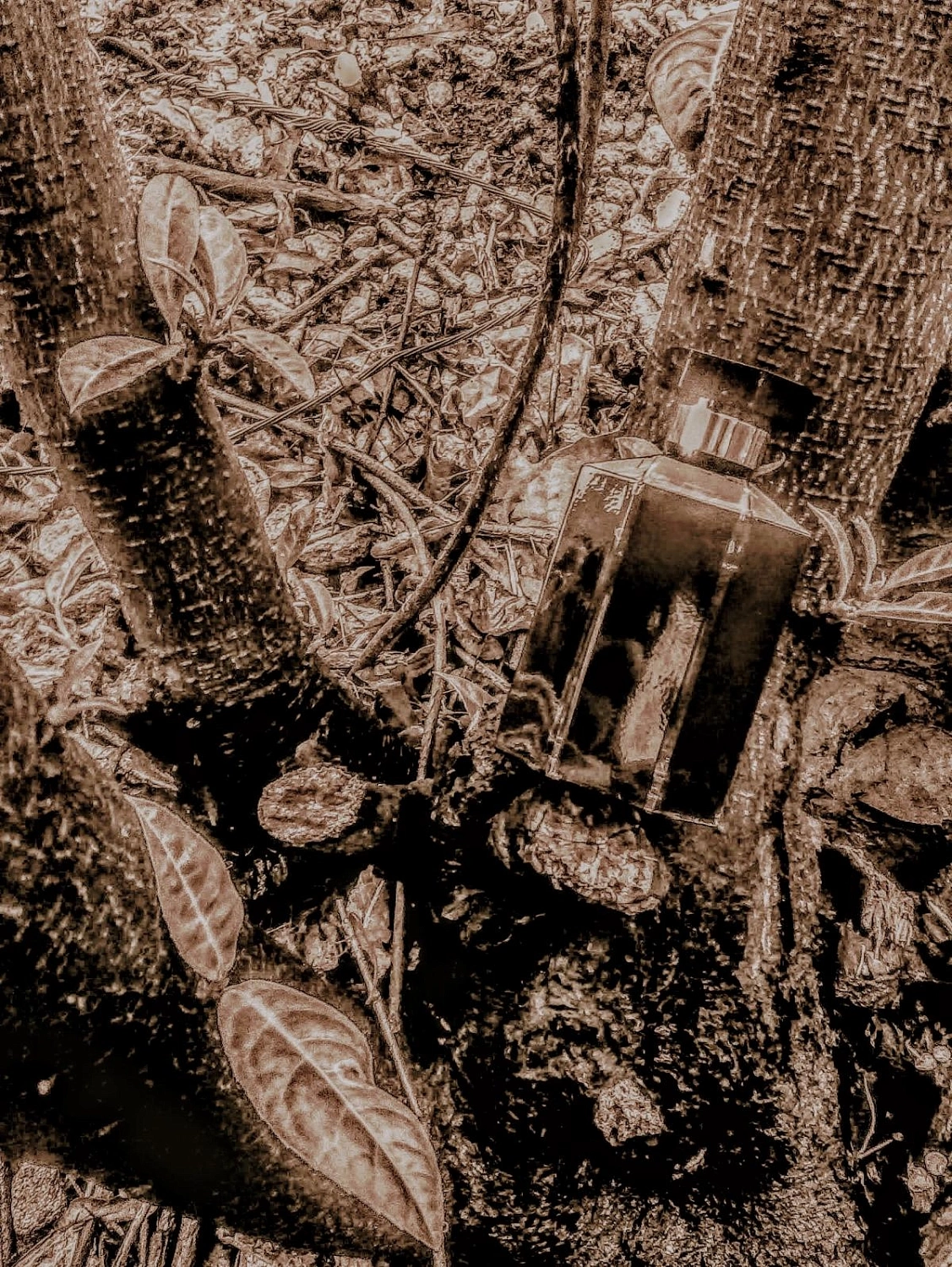 Stella McCartney Rose Absolute