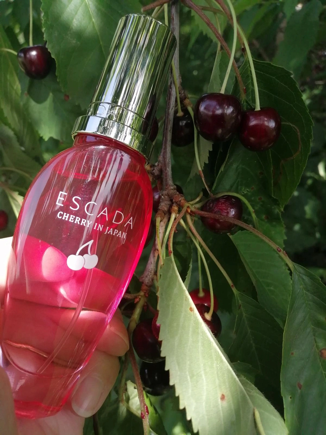 Escada Cherry In Japan