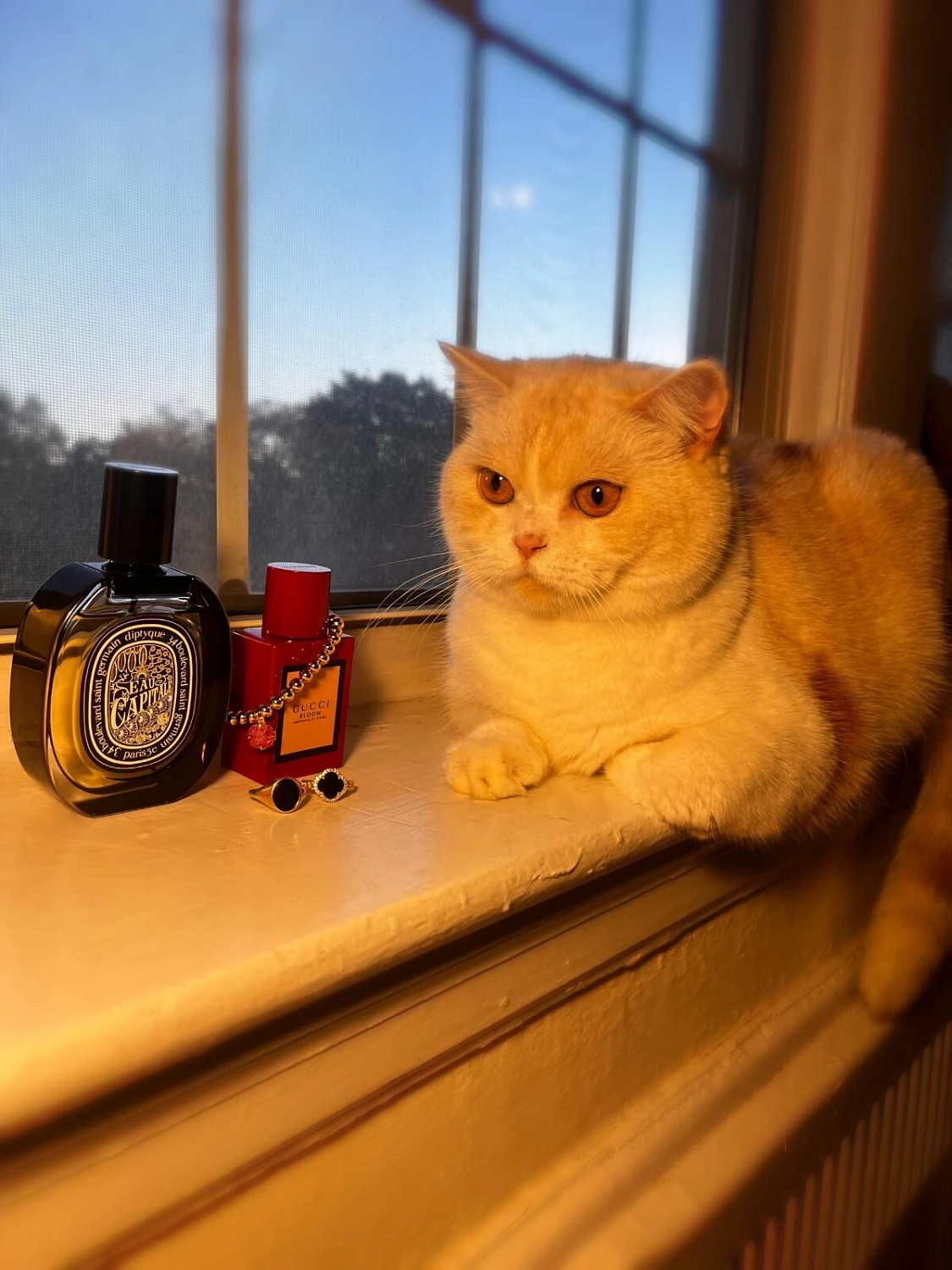 GUCCI Bloom Ambrosia Di Fiori