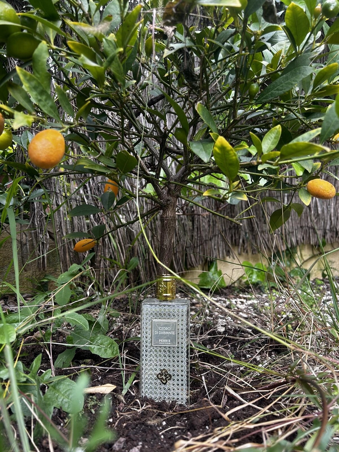 Perris Monte Carlo Cedro di Diamante