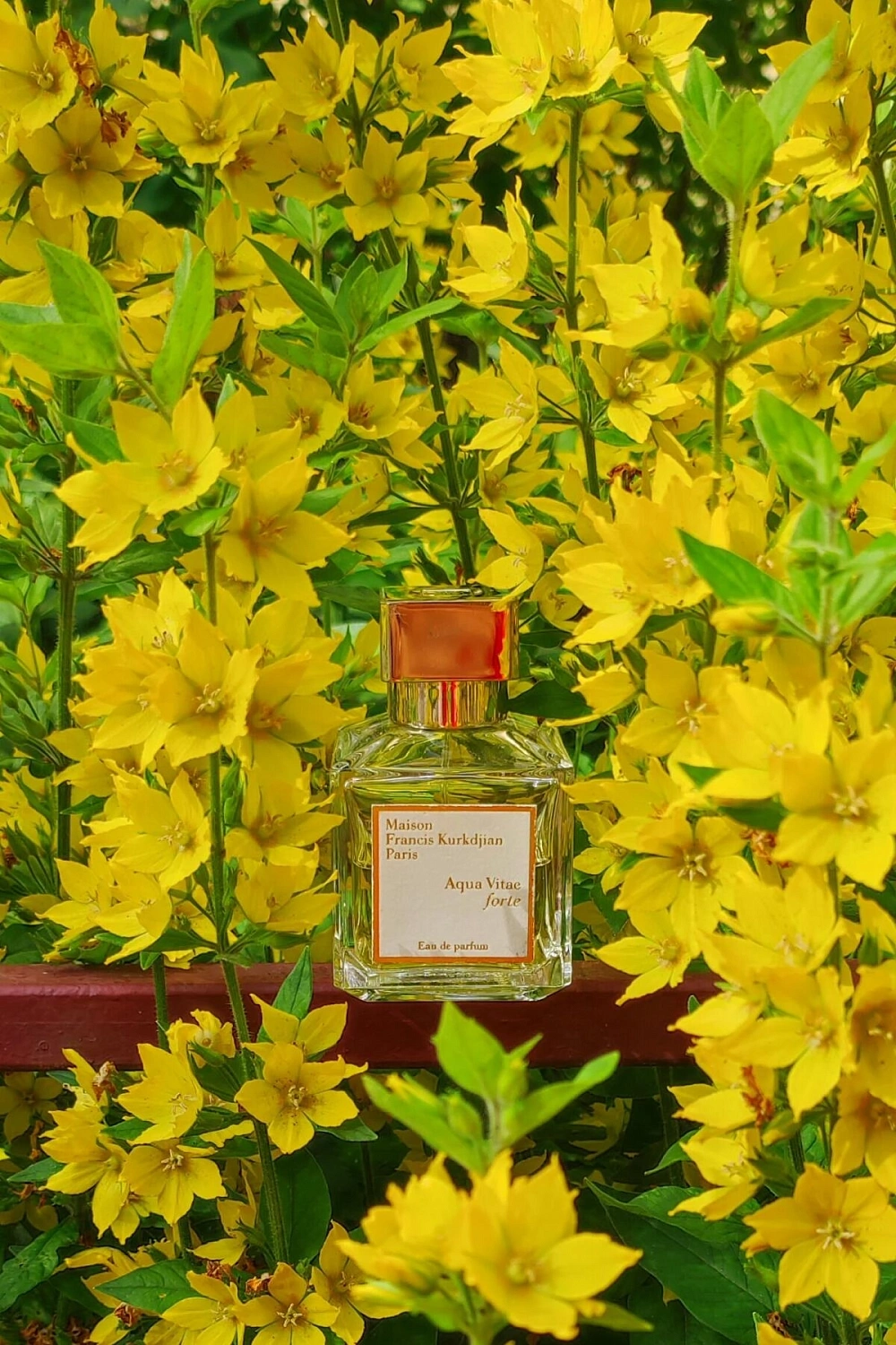 Maison Francis Kurkdjian Aqua Vitae Forte Maison Francis Kurkdjian Aqua Vitae Forte