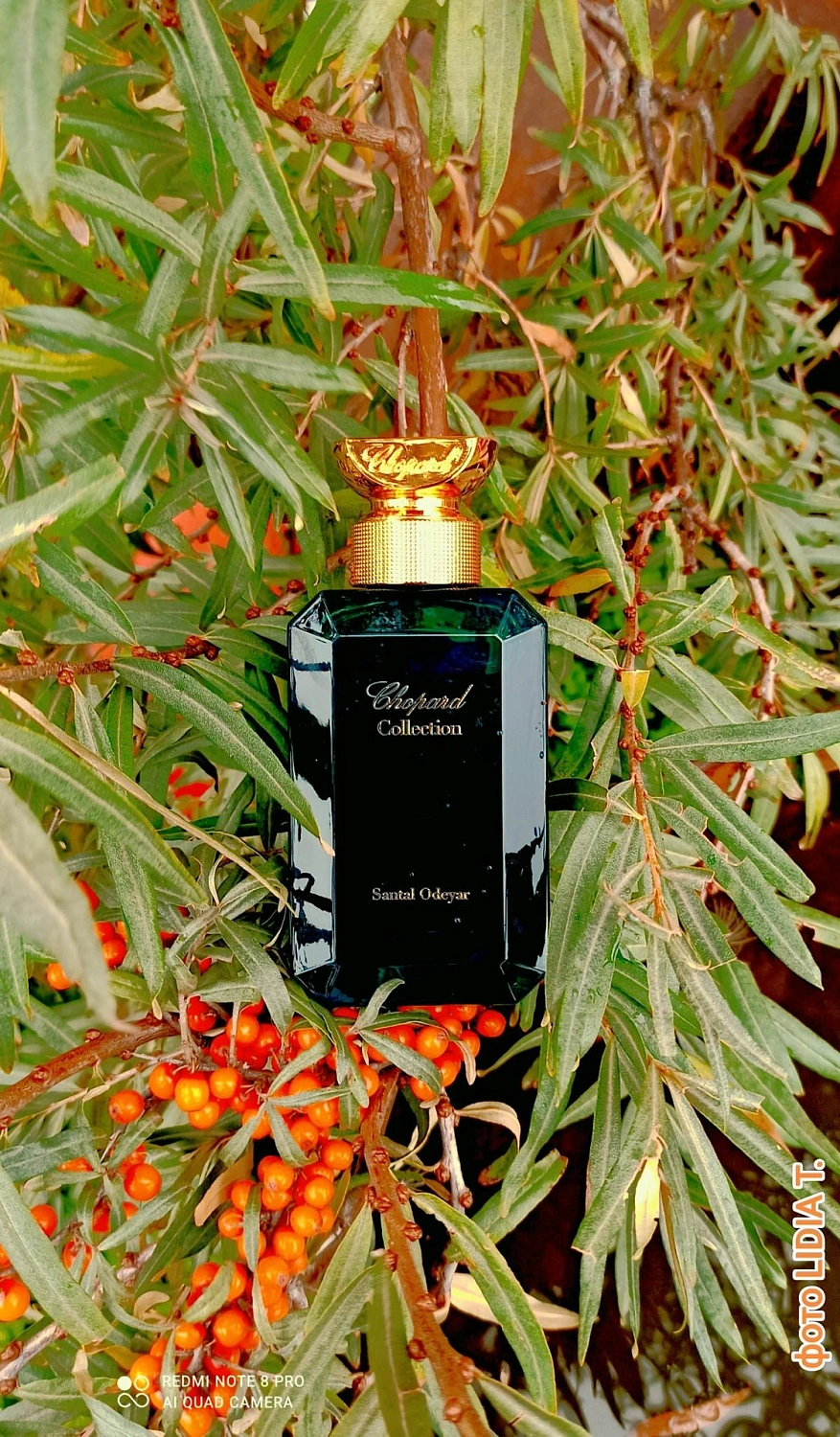 Chopard Santal Odeyar