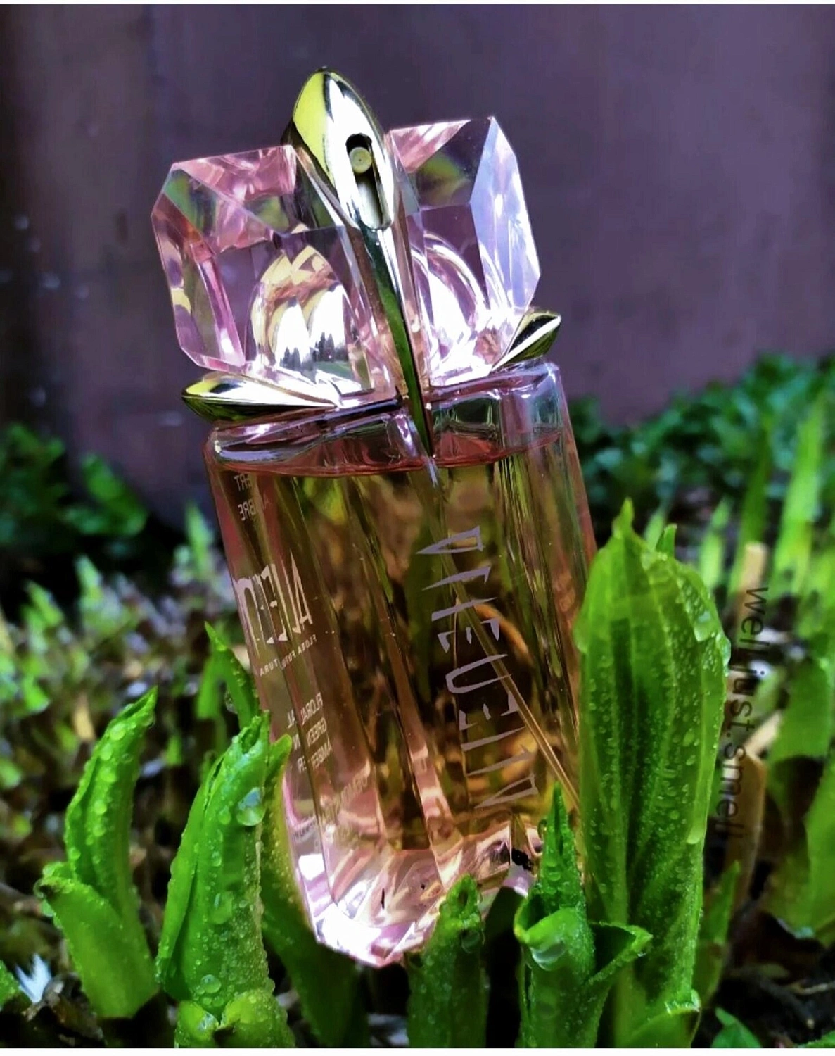 Mugler Alien Flora Futura