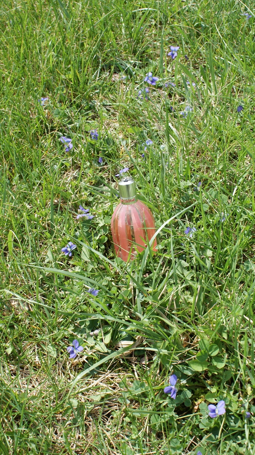 See by Chloé Si Belle